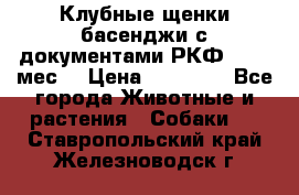 Клубные щенки басенджи с документами РКФ - 2,5 мес. › Цена ­ 20 000 - Все города Животные и растения » Собаки   . Ставропольский край,Железноводск г.